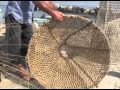 La pesca nello stretto - Le Aragoste