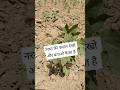 नरमा की फसल देखो और बताओ #mandibhav #shorts #farmer #kisan #videos #reels