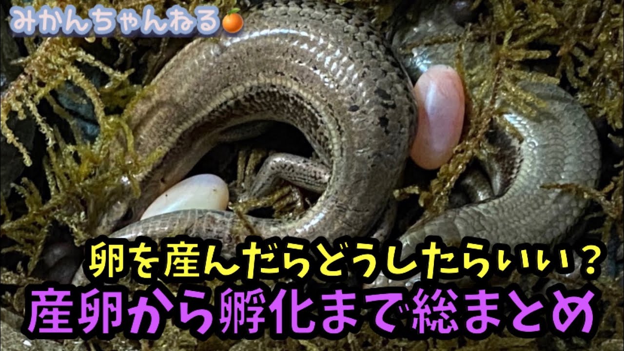 【ニホントカゲの産卵〜孵化まで密着しました】産卵から孵化まで観察しました。総まとめ #24