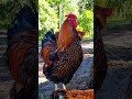 The Golden Laced Wyandotte #chickens #backyardchickens #fertileeggs #farmlife #animals #chooks #farm