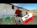 أجي تستافد واش الربح مضمون في مشروع تسمن الخروف mp3