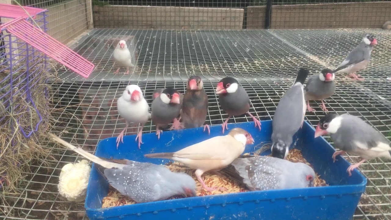 Chim Bạc má - sẻ Java - Java Sparrow - YouTube