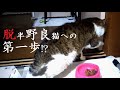 カンベエ自分でドアを開けれるか!?