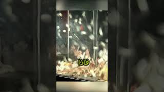 لماذا تنفجر القنبله النواويه