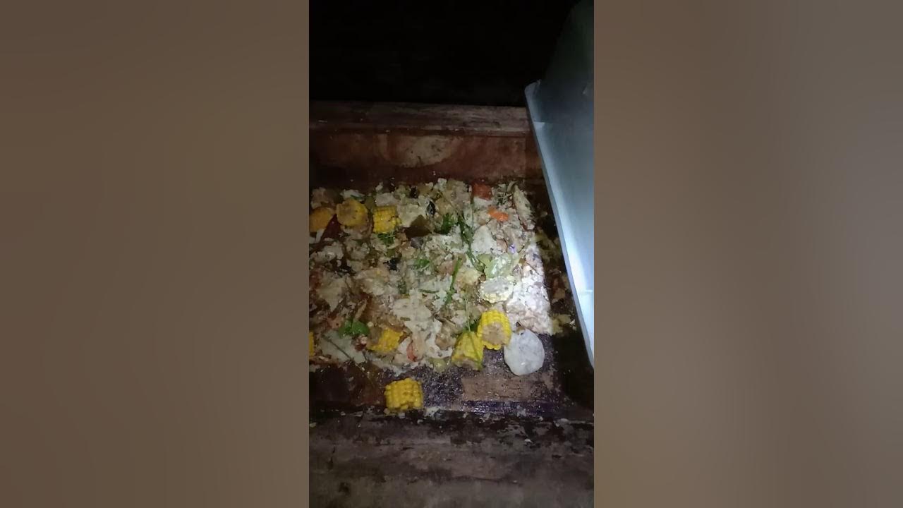 pemindahan baby maggot ke bak pembesaran.ian.mm.bsf.ciamis YouTube