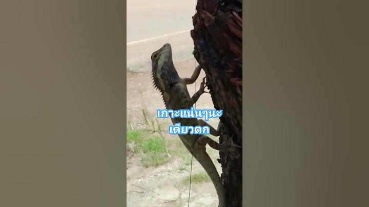 เกาะแน่นๆนะเดี๋ยวตก #nature #animals #ฝากติดตามด้วยครับ