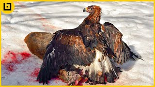 Top 15 Most Incredible Golden Eagle Attacks