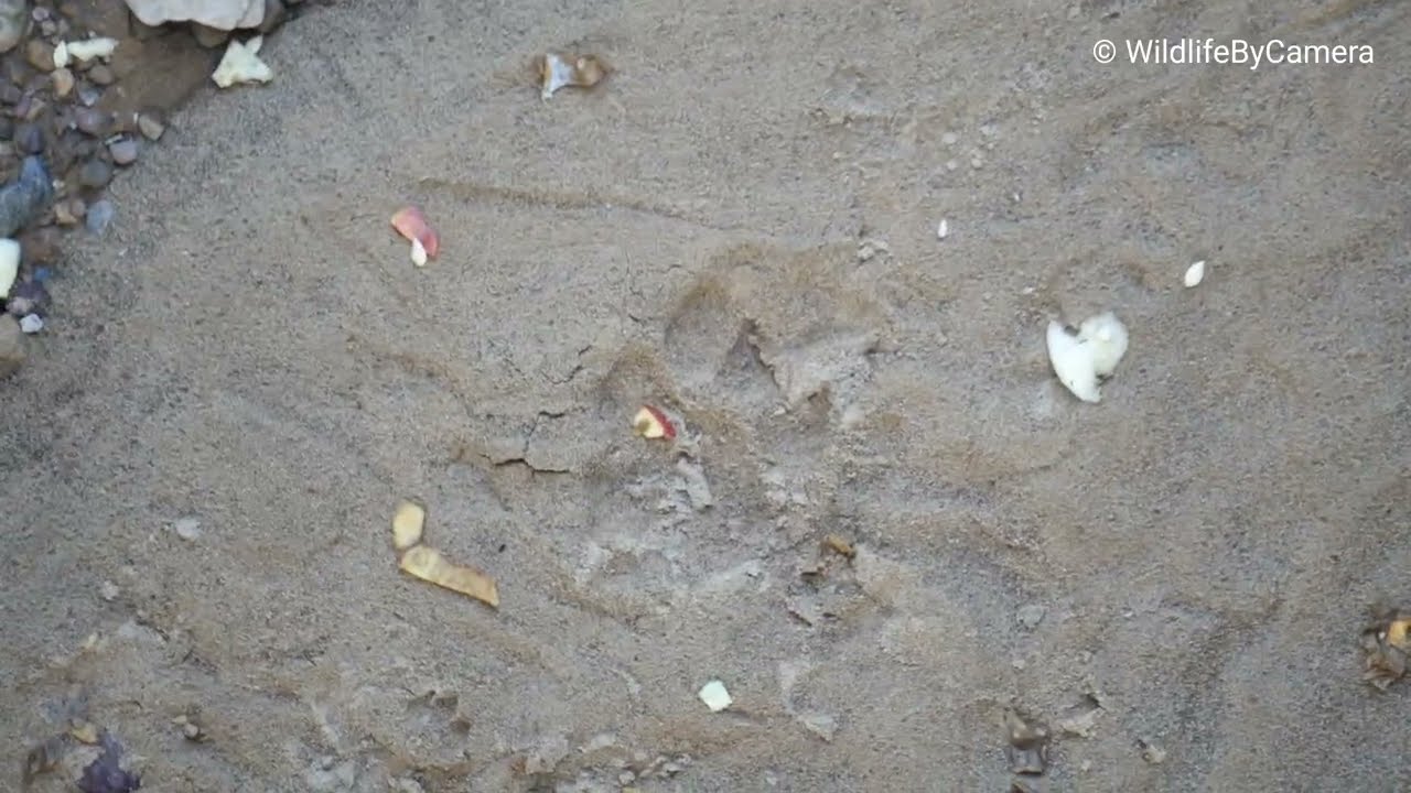 Tiger Pugmark Ramnagar Jim Corbett National Park Buffer Zone Wildlife By Camera 4k Video In Hindi