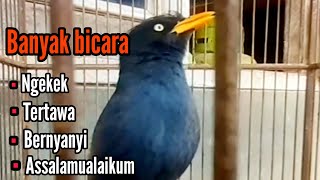 JALAK KEBO PINTAR BICARA PALING CEREWET || SANGAT BAGUS BUAT PANCINGAN JALAK KEBO MUDA