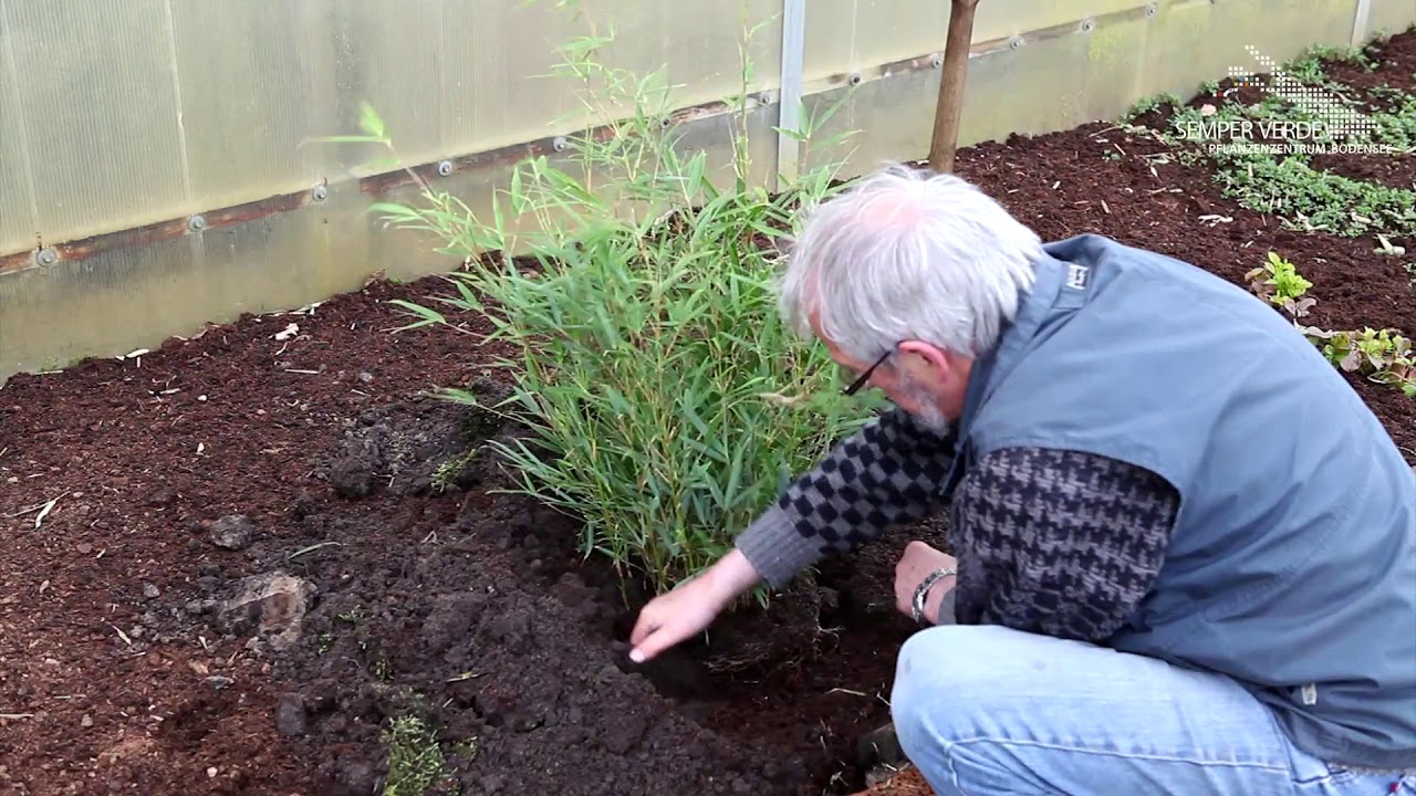 Bambus Fargesia - Richtig Einpflanzen im Garten