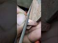 Ruby stone copper ring making #shortsfeed #shorts #viral #short #youtubeshorts #reels #viralvideo