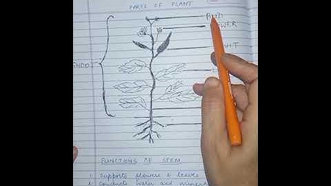 Class-4,Subject-Science,Video-2,Chapter-6,Part-1, by Mrs Sunita Gupta