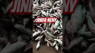 #fishing #fish #fishcutting #carpfishing #food #carp #bigfish #seafood #streetfood #cooking #fishcut