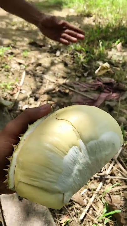 Durian musang king terbesar isi buah super jumbo
