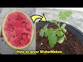 How to grow Watermelon in Pot