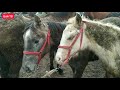 Куршаб жылкы базары 🐎!  Бээ| Кулун| Тай| 05.12.2020