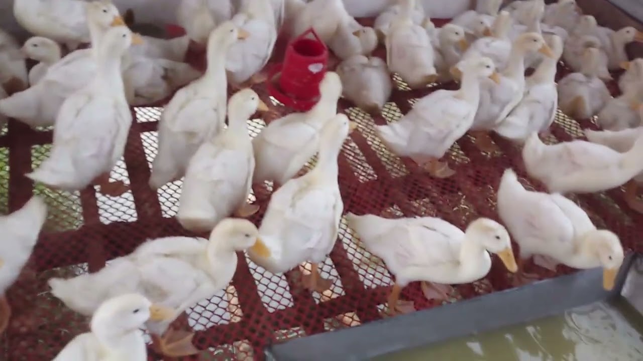 #পিকিং স্টার ১৩ হাঁসের ওয়েট ৩০ দিনে যা আসলো দেখে মনটা ভরে গেল। #মাশাআল্লাহ #আলহামদুলিল্লাহ