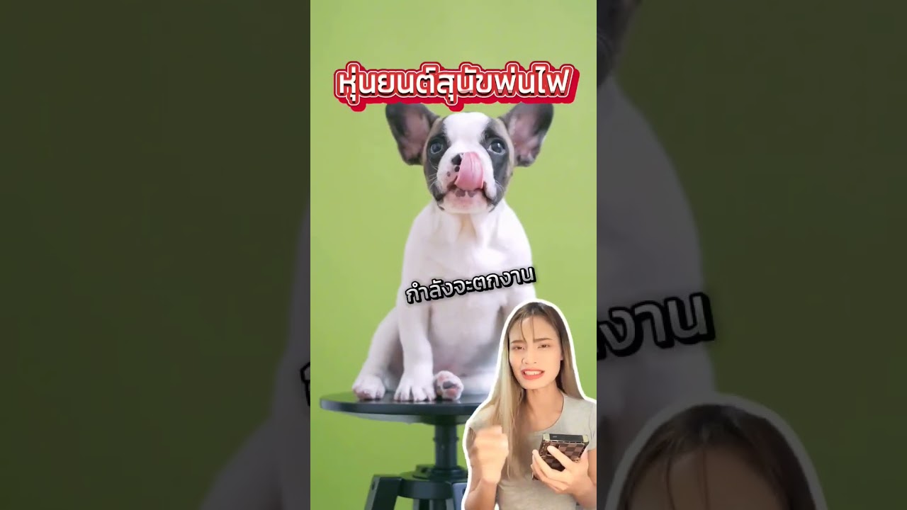 เจ้าตูบเกียมตกงาน หมาโรบอทรุ่นใหม่ พ่นไฟได้ ไม่แทะโซฟาด้วย! 😂 #extremeit #ข่าวไอที