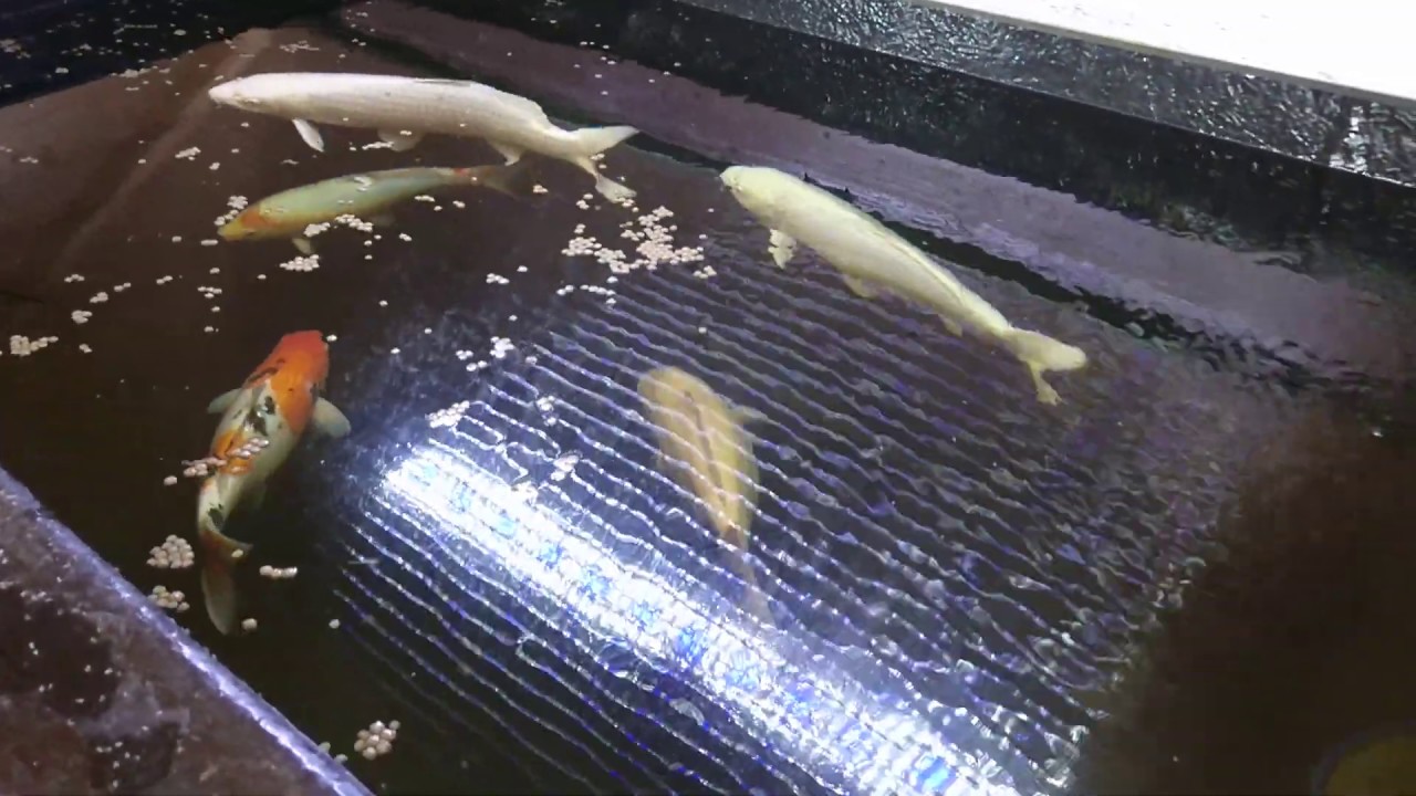 Jetzt sind sie Nisai : )