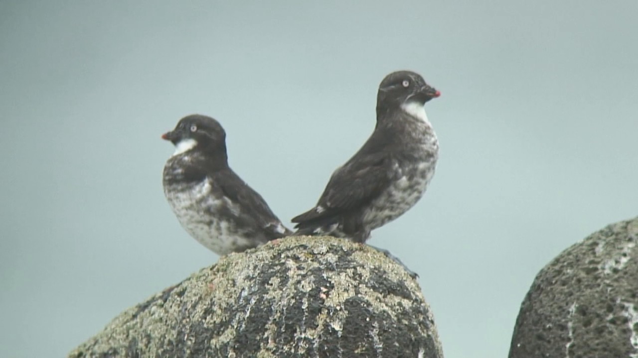 コウミスズメ 2 車窓から セントポール島 Least Auklet Wild Bird 野鳥 動画図鑑 Youtube