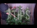 7 IMPORTANT TIPS for GROWING BIG BUDS AND INCREASING YIELDS