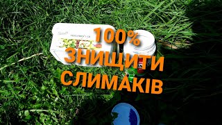 НАДІЙНИЙ і ПЕРЕВІРЕНИЙ МЕТОД БОРОТЬБИ з СЛИМАКАМИ/// ЯК НА 100% ПОЗБУТИСЯ СЛИМАКІВ@Dacha_Sad_Gorod