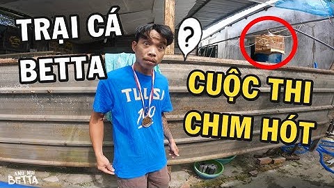 Cuộc Thi Chim Chào Mào với ông chủ trại cá và cái kết cười sặc cơm
