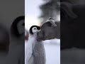 Una perra adoptó a un pingüino… y lo hizo parte de su manada 🐶🐧❤️ #shortsviral #perros  #animales