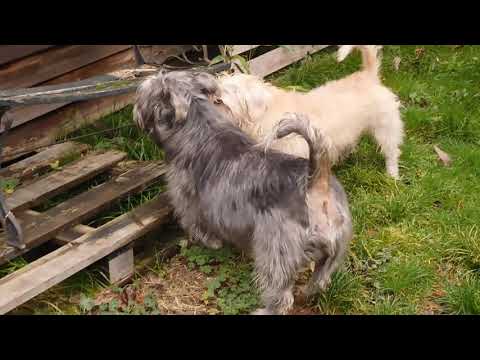 Video: Glen Of Imaal Terrier շների ցեղատեսակը հիպոալերգիկ, առողջության և կյանքի տևողություն է