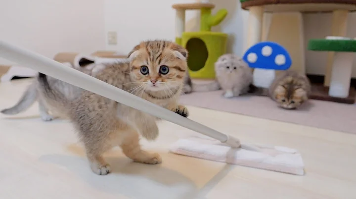 Video 6972741: scottish fold british shorthair, cat scottish fold british, fold british shorthair cute, scottish fold cat meowing, scottish fold cat kitten, scottish fold baby kittens, cute kitten cleaning