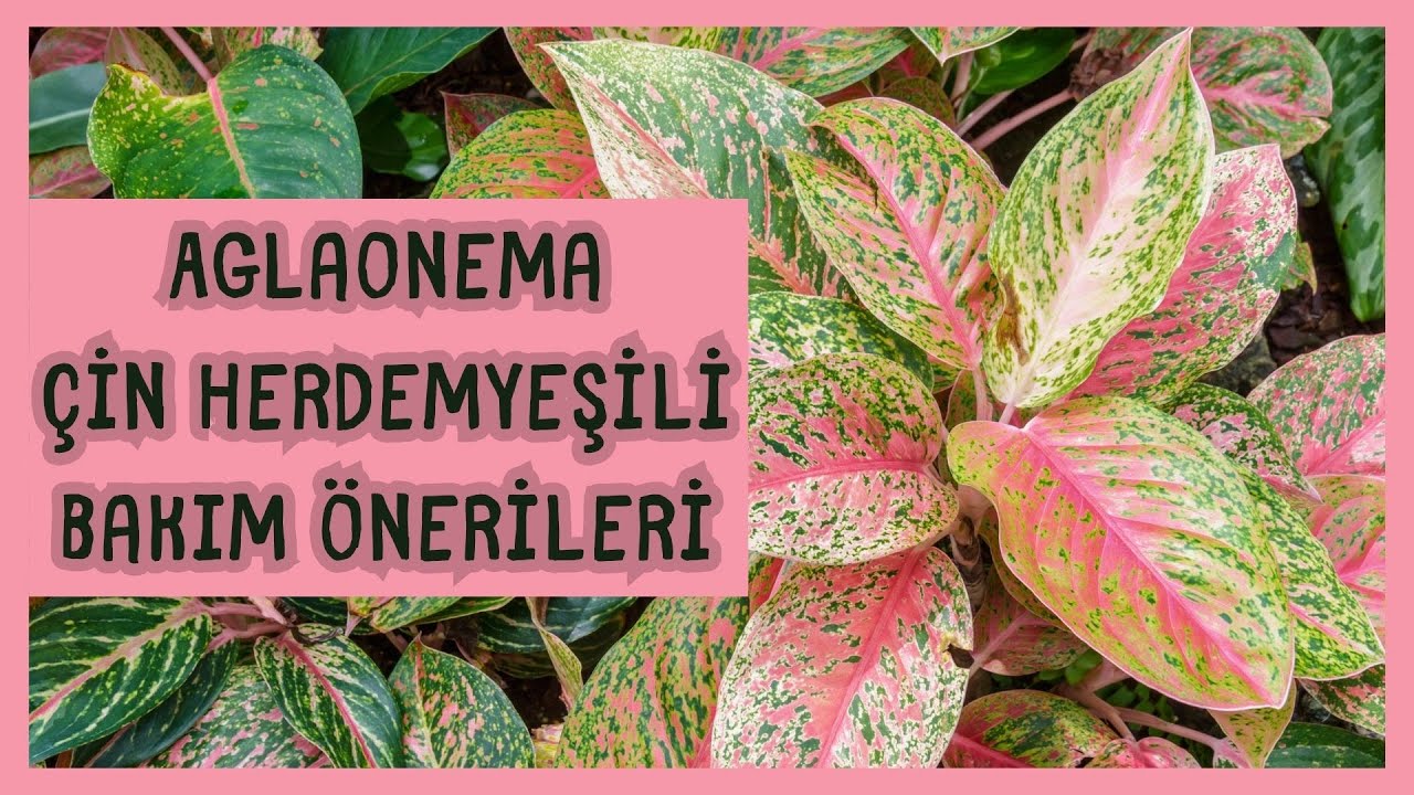 AGLAONEMA | N HERDEMYEL BTKS BAKIM NERLER