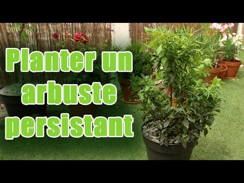 Vidéo: Buis Persistant (42 Photos): Plantation Et Entretien, Description De L'arbuste Buisson Persistant, Abri De La Plante Pour L'hiver