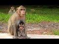 Beautiful little monkey waiting food and fruits with baby