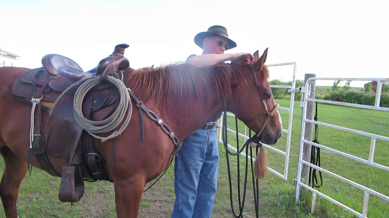 Mr Z - good 4 year old colt