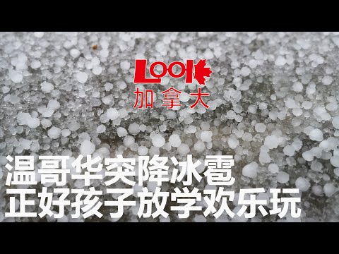 【温哥华户外】温哥华冬天下冰雹，正好赶上孩子放学的时间，这里的孩子不惧雨雪，欢乐玩（欢迎订阅，点赞，转发）