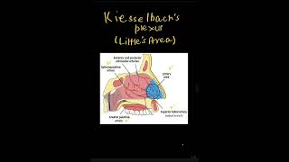 KIESSELBACH'S PLEXUS