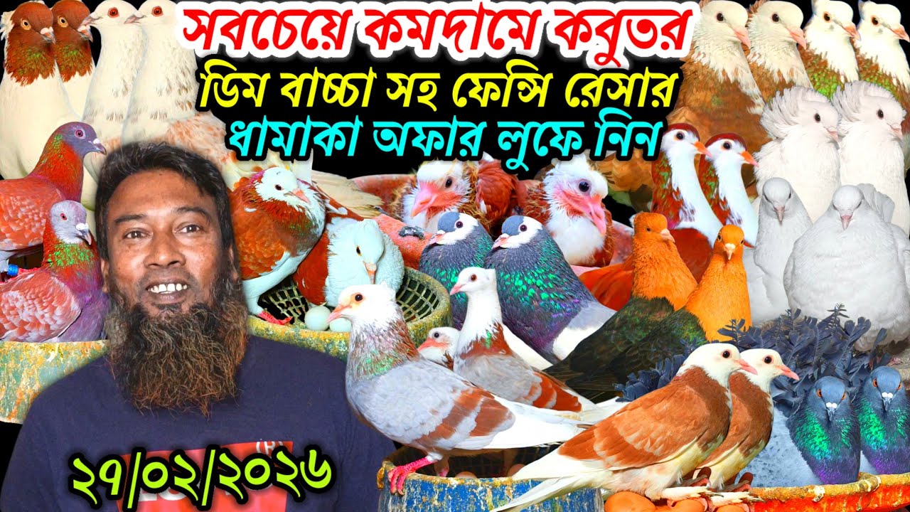 সবচেয়ে কমদামে কবুতর ডিম বাচ্চা সহ ফেন্সি রেসার গোল্লা গিরিবাজ ধামাকা অফার লুফে নিন আকর্ষণীয় কবুতর