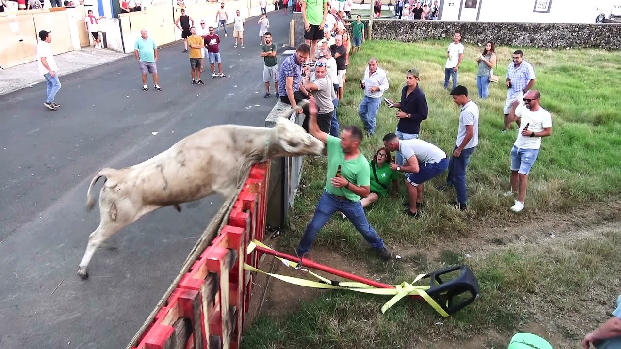 The Famous White Bull - O Famoso Touro Branco (ER) - Canada Do Regelo 2024 - Ilha Terceira - Açores
