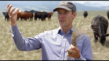 Below ground roots carbon sequestration