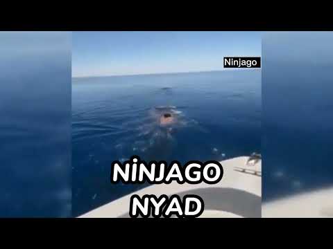 Ninjago Nyad Meme ( Orjinal Video )