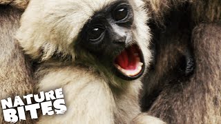 Will Troublesome Teen Gibbon INJURE Baby Sister?! (Part One) | Nature Bites