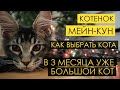 Большой котенок Мейн Кун "Локи" | Как выбрать кота