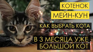 Большой котенок Мейн Кун 