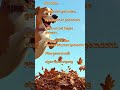 Deutsche Dialoge für Deutschlerner DaF A1-C1Hören, nachsprechen, lernen mit Wortschatz Herbst-Bingo
