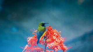 Beautiful Relaxing Music With Bird Sounds 🦜 Piano Music, Positive Energy For Morning, Study and Work