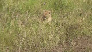 Little Red, une lionne essaie de partir en chasse mais ses 2 petits effrayés l'en dissuadent ...