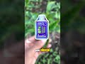 Kenapa Thrips Gak Mati Mati? Ini Biang Masalahnya