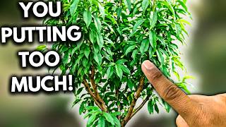 Famous The Hidden Mistake Stopping Your Peach Tree From Fruiting Net Worth