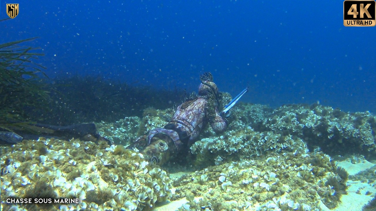 CHASSE SOUS MARINE Poisson Géant à 4 mètres Méditerranée Peche sous marine 2026