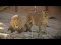 Leão-africano B.I. - Animais Anónimos | Jardim Zoológico
